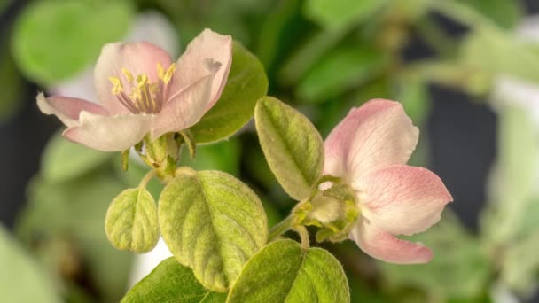 Plum Flower Blossom Time Lapse Англійською Macro Timelapse Відео Сливи — стокове відео
