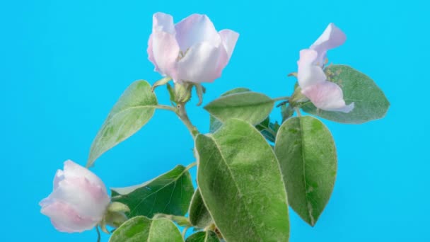Erik Çiçeği Çiçeği Zaman Aşımı Mavi Arka Planda Büyüyen Çiçek — Stok video
