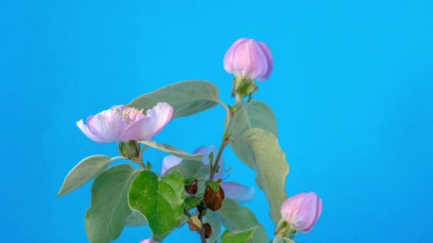 Flor Ameixa Flor Lapso Tempo Macro Timelapse Vídeo Uma Ameixa — Vídeo de Stock