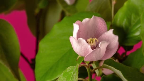 梅の花 タイムラプス 4Kマクロタイムラプスビデオの梅の花が咲くと紫の背景を背景に開花 — ストック動画