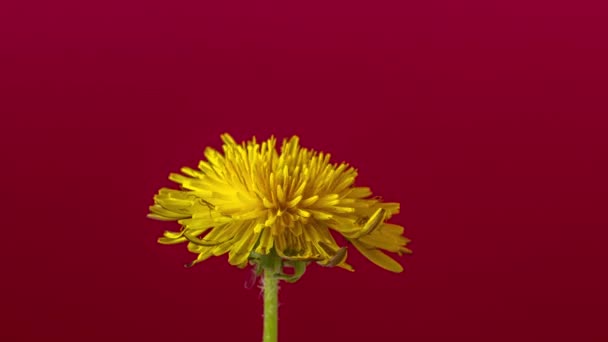 一个黄色的蒲公英带着五彩缤纷的金属环形花在背景中生长 蒲公英开花的时间流逝视频 — 图库视频影像