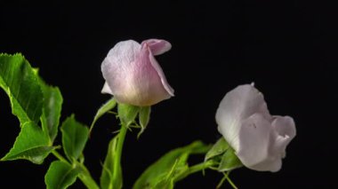 Pembe gül çiçekleri çiçek açar. Gül çiçeklerinin büyüdüğü, çiçek açtığı ve siyah arkaplanda çiçek açtığı makro zaman hızlandırılmış video