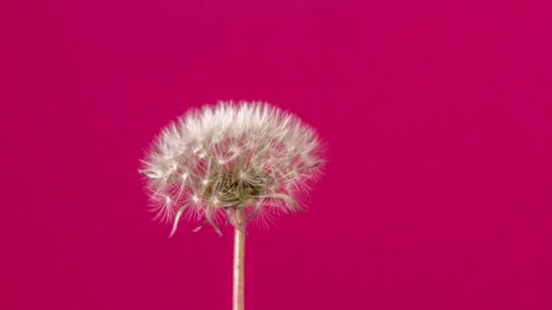 Timelapse Vídeo Uma Flor Dente Leão Crescendo Fundo Vermelho Dandelion — Vídeo de Stock