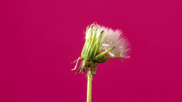 Timelapse Vídeo Uma Flor Dente Leão Crescendo Fundo Vermelho Dandelion — Vídeo de Stock