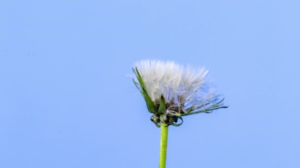 Timelapse Video Una Flor Diente León Creciendo Con Fondo Azul — Vídeo de stock