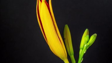 Zamana göre sarı ve turuncu renkli Lily çiçeğinin sade siyah arka planda çiçek açması.