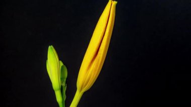 Zamana göre sarı ve turuncu renkli Lily çiçeğinin sade siyah arka planda çiçek açması.