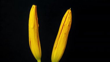 Zamana göre sarı ve turuncu renkli Lily çiçeğinin sade siyah arka planda çiçek açması.