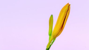 Zamanlama aşımı görüntülerinde sarı ve turuncu renkli Lily çiçekleri sade pastel arka planda çiçek açıyor.