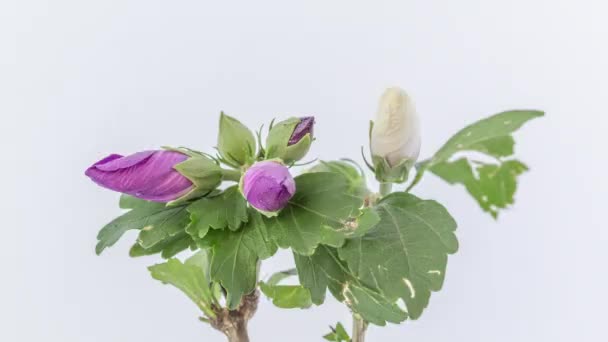 Часові Кадри Красивих Барвистих Квітів Гібіскуса Квітуть Звичайному Білому Тлі — стокове відео