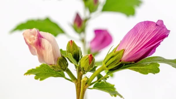 Zeitraffer Aufnahmen Von Schönen Bunten Hibiskusblüten Die Auf Schlichtem Weißen — Stockvideo