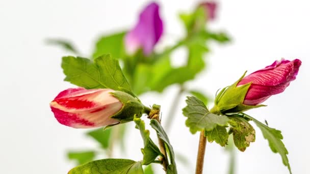 Time Lapse Footage Beautiful Colorful Hibiscus Flowers Blooming Plain White — Vídeo de Stock