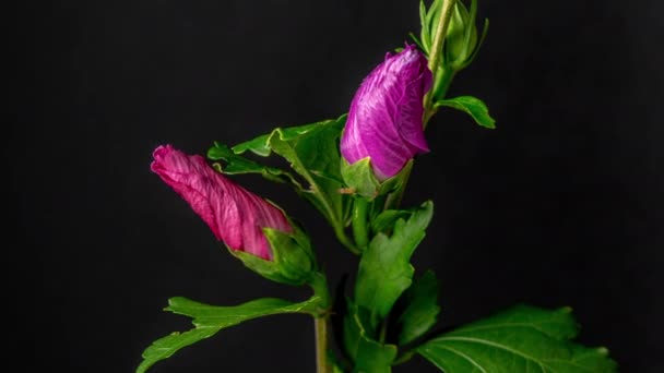 Czas Upływa Materiał Filmowy Fuksji Kolorowy Hibiskus Kwiat Kwitnący Zwykłym — Wideo stockowe