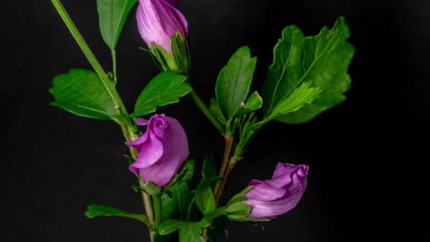 真っ黒の背景に咲く紫色のハイビスカスの花の時間経過映像 — ストック動画