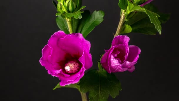 Czas Upływa Materiał Filmowy Fuksji Kolorowy Hibiskus Kwiat Kwitnący Zwykłym — Wideo stockowe