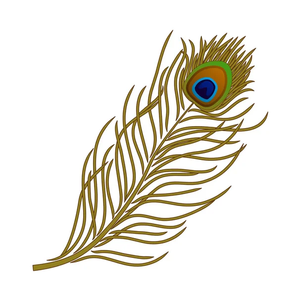 Pluma vectorial de pavo real sobre fondo blanco — Vector de stock