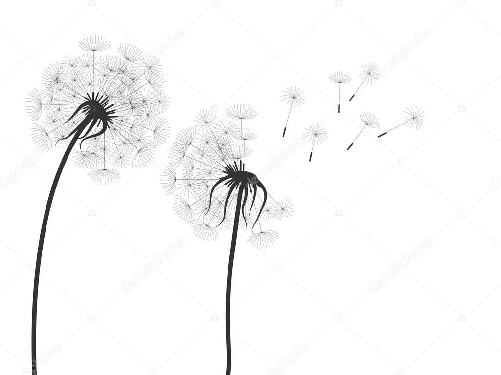 vector illustration of black dandelion  silhouettes on white background