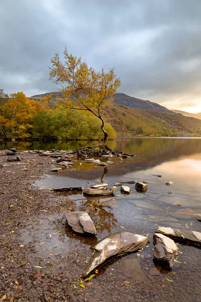 Árbol Solitario Llanberis Parque Nacional Snowdonia Gales Reino Unido — Foto de Stock