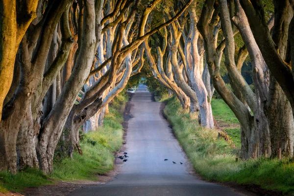 Napfelkelte Sötét Sövények County Antrim Észak Írország — Stock Fotó