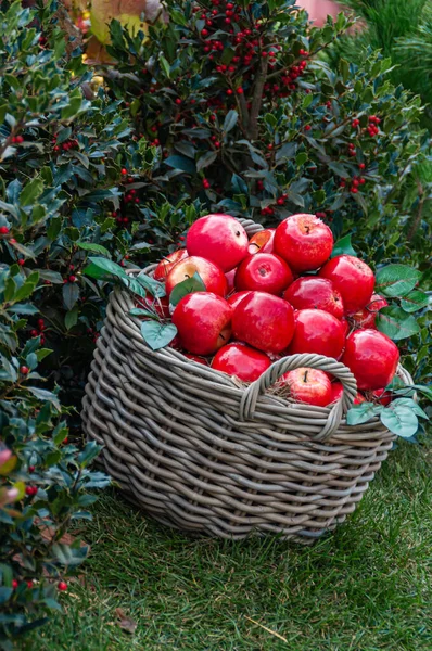 Basket with a corp. Red apples. — Stock Photo, Image