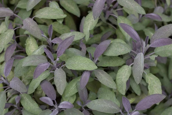 Feuillage de sauge violette avec feuilles vertes et mauves — Photo