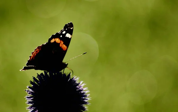 Червоний адмірал метелик на ехінопах квітка на зеленому розмитому фоні — стокове фото