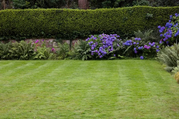 Blue Hydrangeas In Garden With Lawn In Foreground — Stock Photo, Image