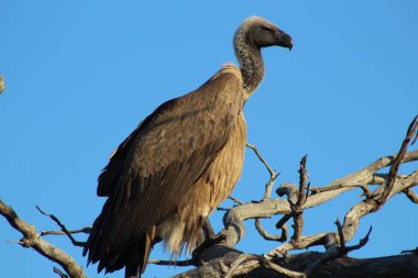 Mavi Gökyüzüne Karşı Ağaçta Cape Griffon Akbaba