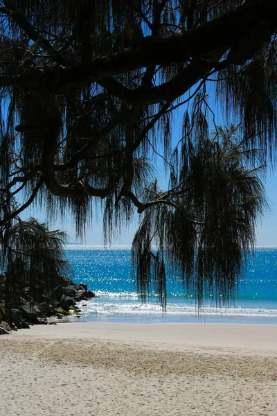 Spiaggia di Noosa con fronde di palma in primo piano - immagine ritratto — Foto Stock