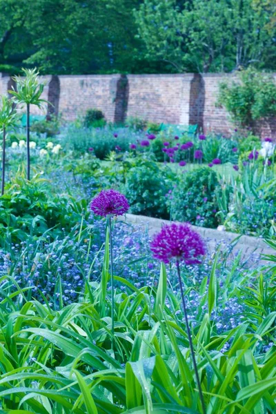 English country walled garden with beautiful selection of plants - image