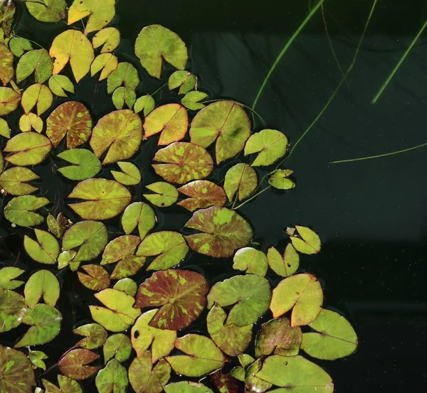 Miniature patterned water lily leaves background - image — Stock Photo, Image