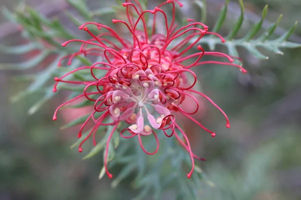 Hermosa flor de grevillea rosa sobre fondo verde suave — Foto de Stock