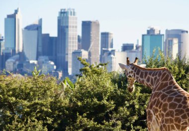 Sydney ufuk çizgisine bakan zürafa görüntüsü - görüntü