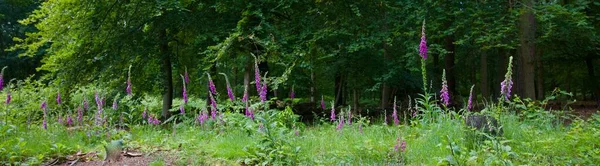 Foxhandskar eller digitalis framför träd i skogen — Stockfoto