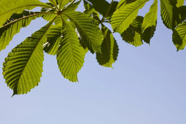 Paardenkastanjeboom bladeren tegen blauwe lucht achtergrond met kopieerruimte — Stockfoto