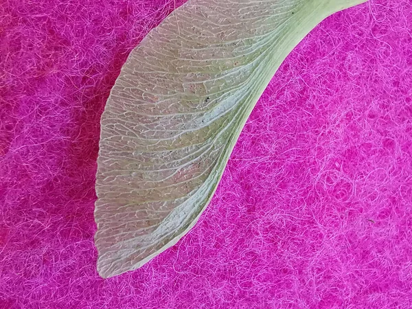 Section de gousse de graines de sycomore contre tissu fibreux rose vif — Photo