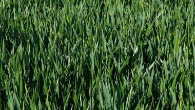 Fotokopi alanı olan verimli genç mısır tarlalarının arka planı