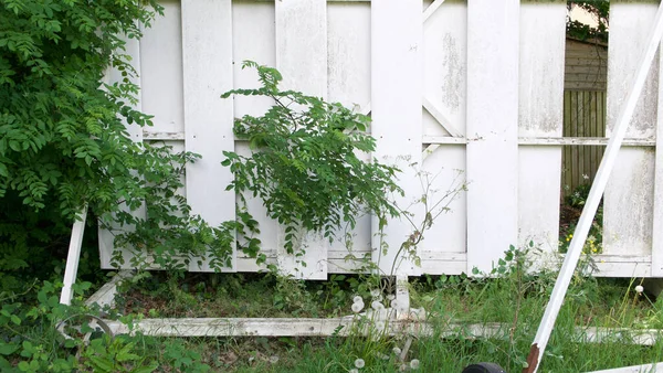 Eskimiş yıpranmış cırcır böceği görme ekranı yabani otlar ve çalılarla çevrili.