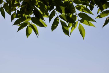 Kül, güneşli bir günde yumuşak mavi gökyüzü arkaplanına karşı fotokopi alanı ile ayrılıyor