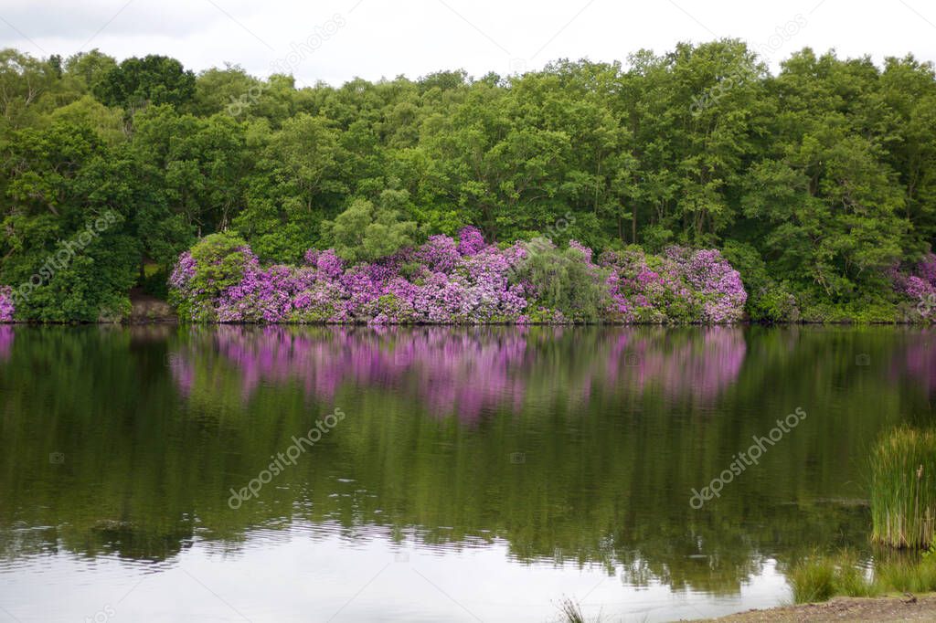 Beautiful lakeside scene showing trees and rhododendrons reflected in water