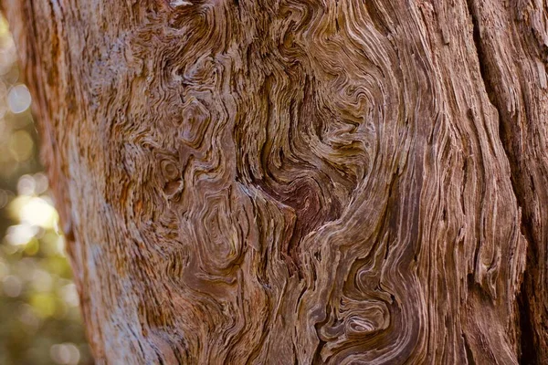아름답고 울퉁불퉁 한 나무줄기의 배경은 다양 한 색조의 갈색이었다 — 스톡 사진