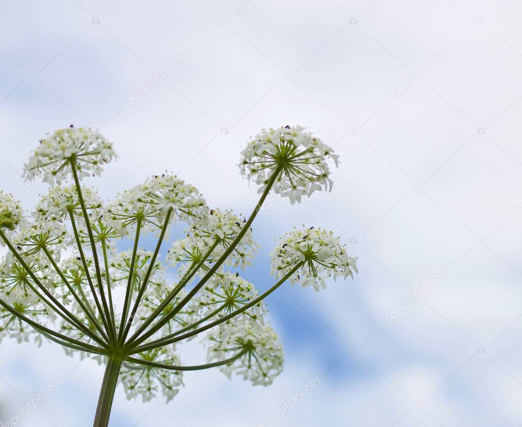 Cow parsley or Anthriscus sylvestris against soft cloudy sky with copy space