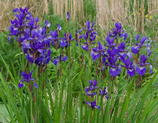 Bellissimi fiori di iris un fogliame verde nel giardino cottage inglese — Foto Stock