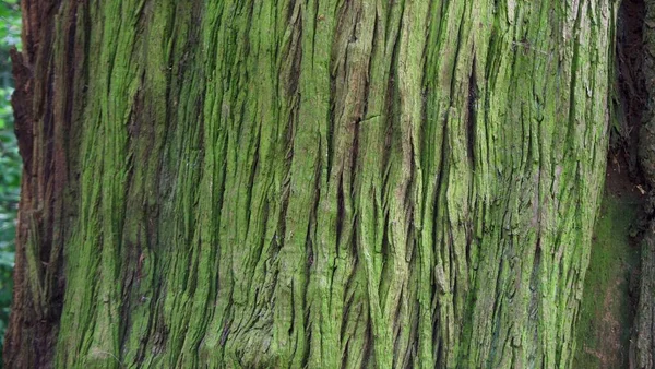Beautiful tree trunk background with wood covered in green lichen growth — Stock Photo, Image