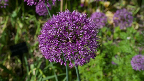 Bella testa di fiore di allium viola in giardino con aiuola sullo sfondo — Foto Stock