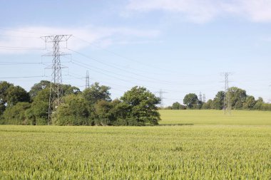 İlkbaharda genç mısır tarlasının üstündeki sütunlar