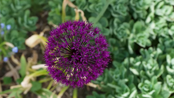 Simple flor de alium púrpura en el jardín contra exuberante cama de flores — Foto de Stock