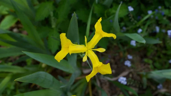 Única íris amarela de cima contra fundo de folhagem verde — Fotografia de Stock