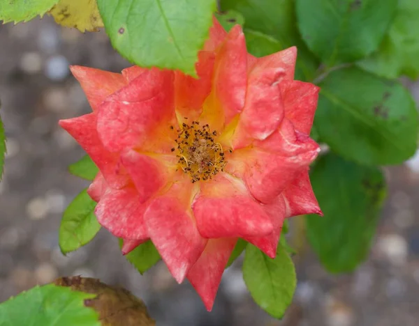 Nahaufnahme einer einzelnen orangen rosa Rose mit Staubgefäßen und Details — Stockfoto