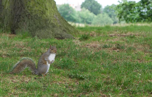 Écureuil sur les pattes arrière assis sur l'herbe devant un arbre — Photo